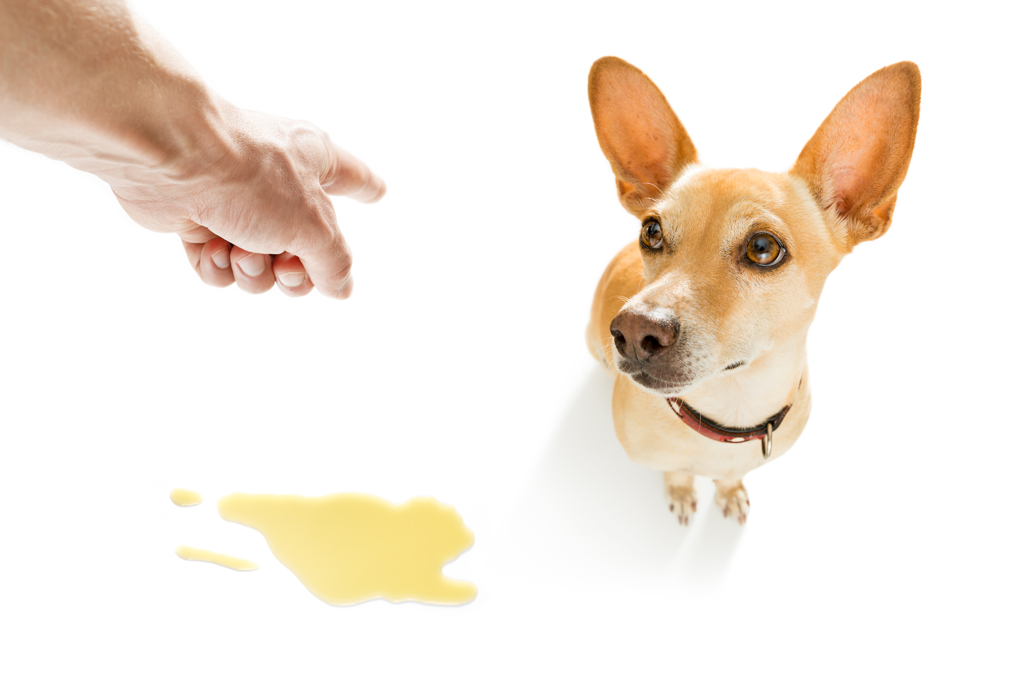 dog urine on floor with dog and finger