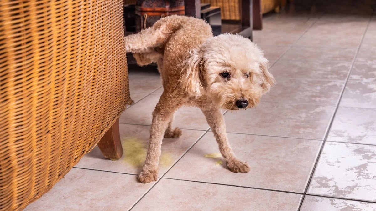 Why Some Puppies Struggle With Potty Training